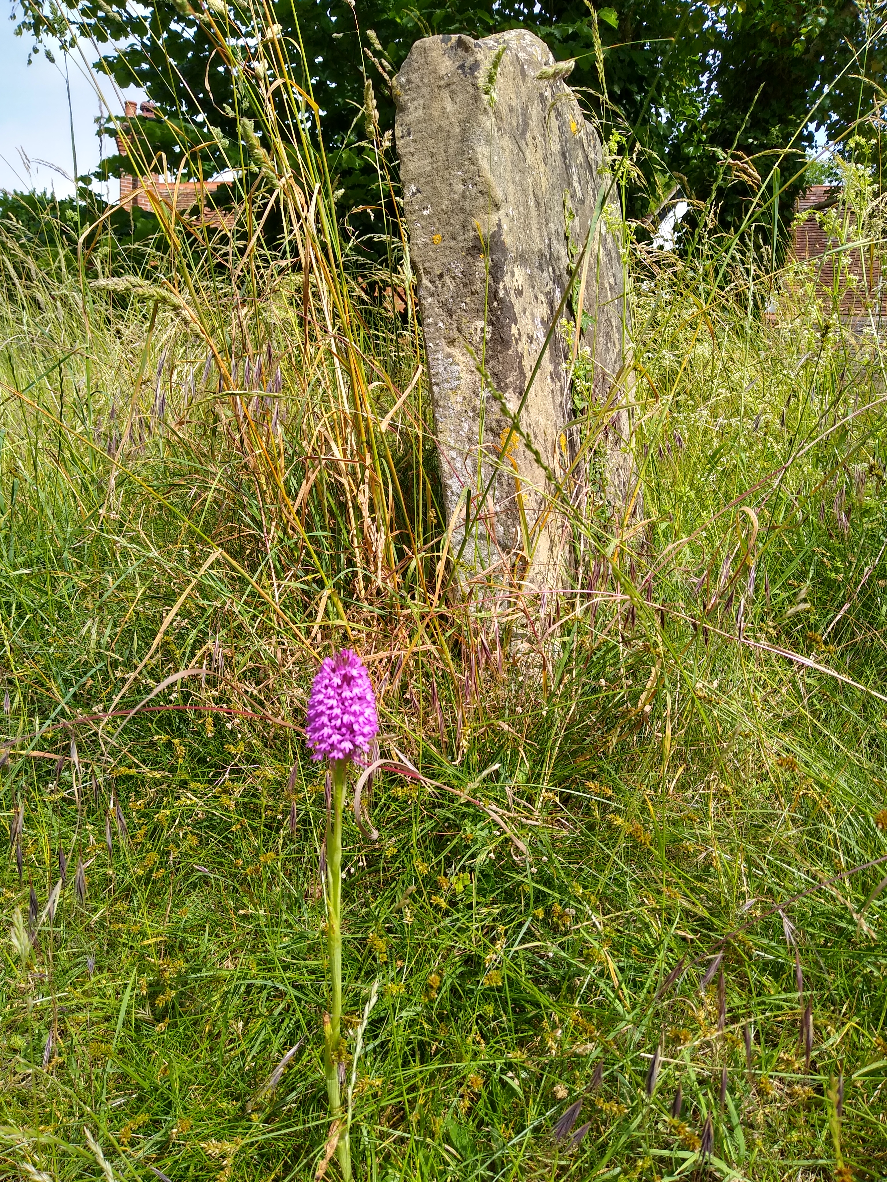 Orchid and Gravestone